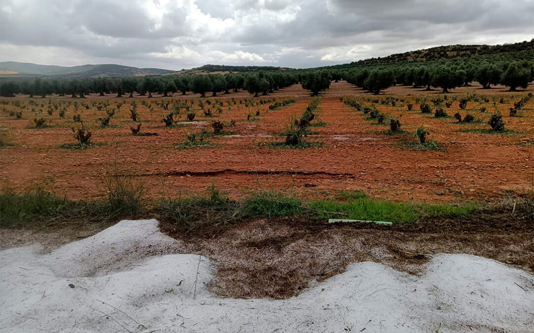 Una tormenta de granizo arrasa alrededor de 200 hectáreas de cultivo en Manzaneque (Toledo) especialmente de cereal y viñedo