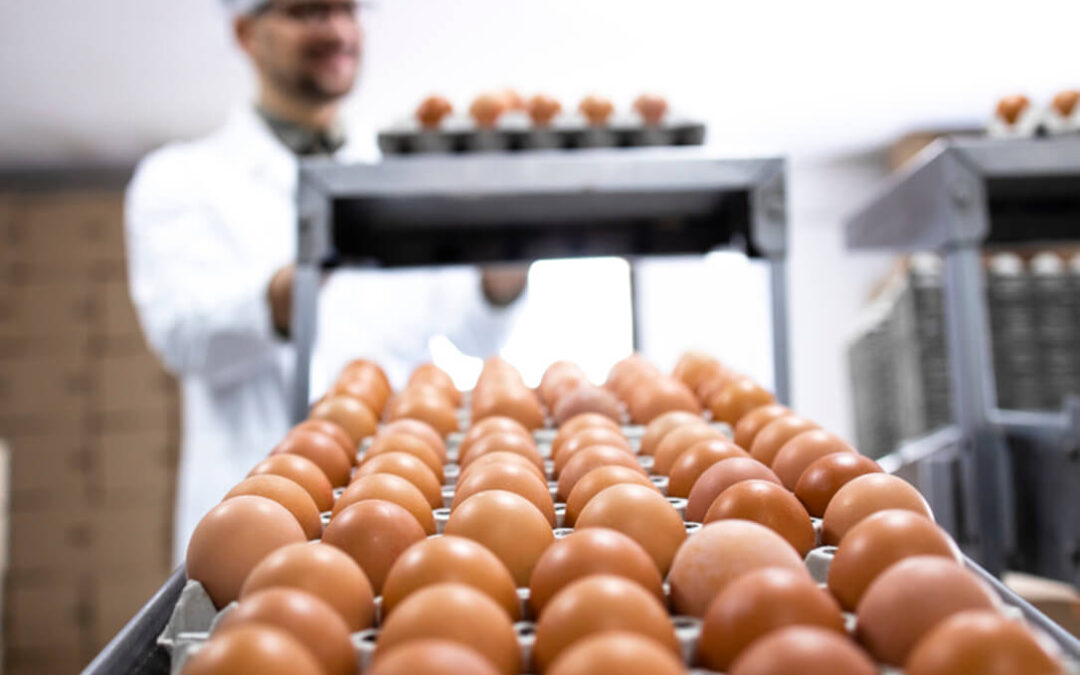Tras la cebada, la Comisión Europea decide reintroducir ahora aranceles para los huevos ucranianos por las elevadas importaciones