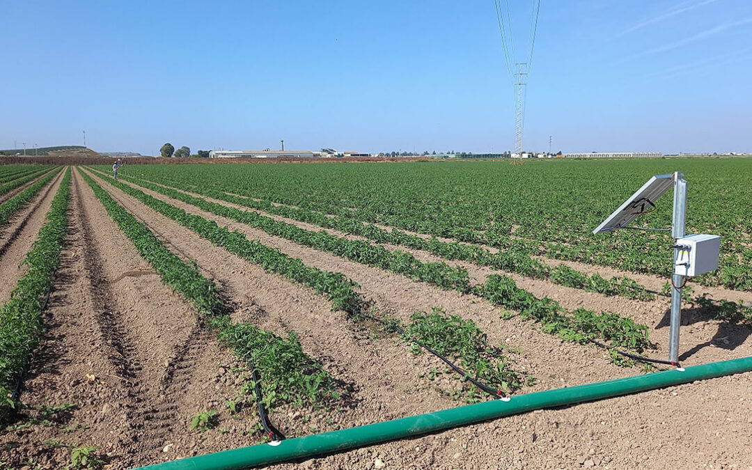 El Ifapa instala un sistema de telegestión de cultivos con Inteligencia Artificial para optimizar el riego y la fertilización nitrogenada