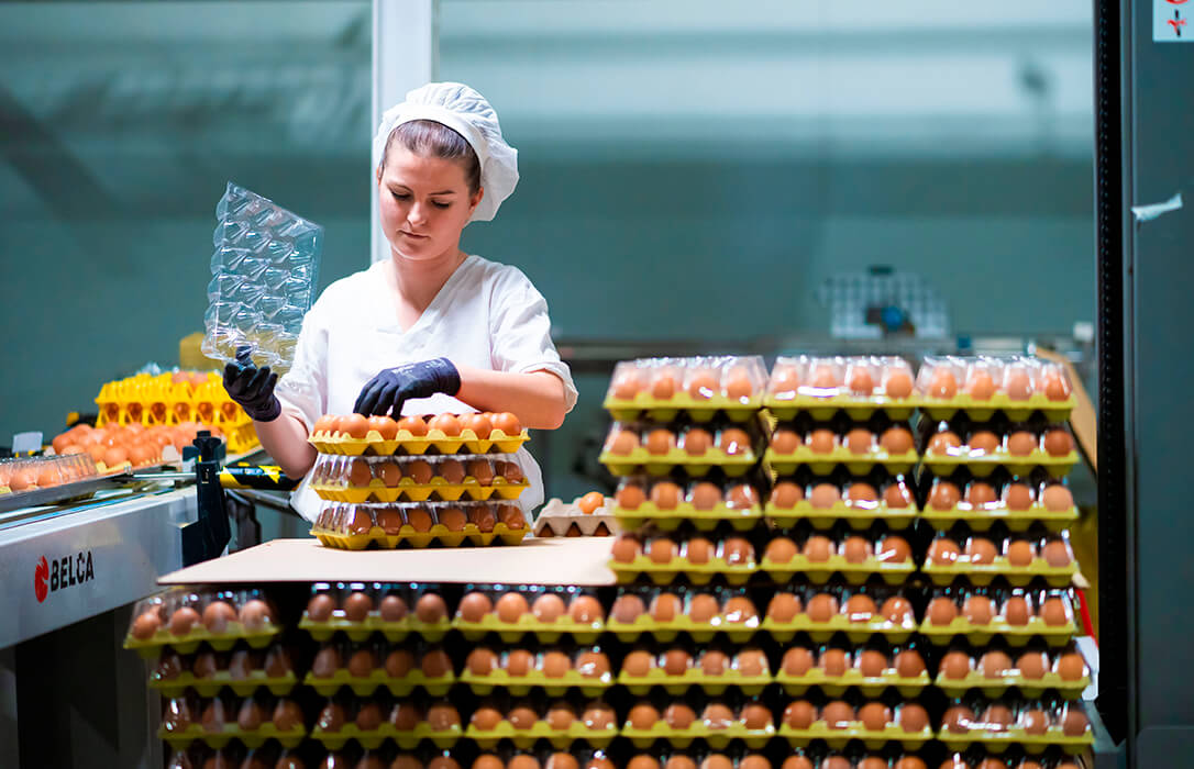 El sector del huevo estima en 2.300 millones el coste para la eliminación de las jaulas y poder adaptarse a la nueva normativa europea
