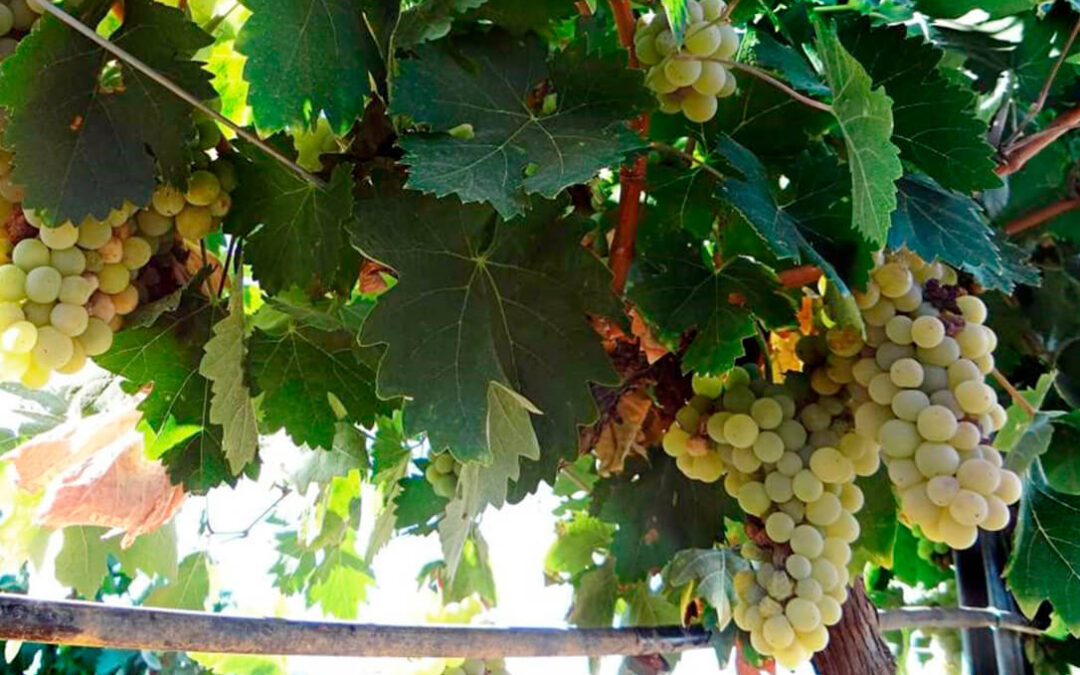 CLYGAL y productores de uva de cava de Requena refuerzan lazos de cara a una campaña corta y prometedora en precio