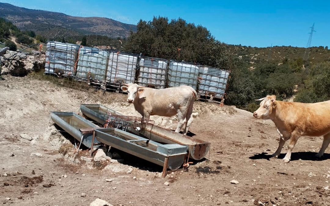 La sequía se sigue cobrando más víctimas: urgen ayudas para detener el sacrificio de vacas al no poder asumir el coste de mantenerlas vivas