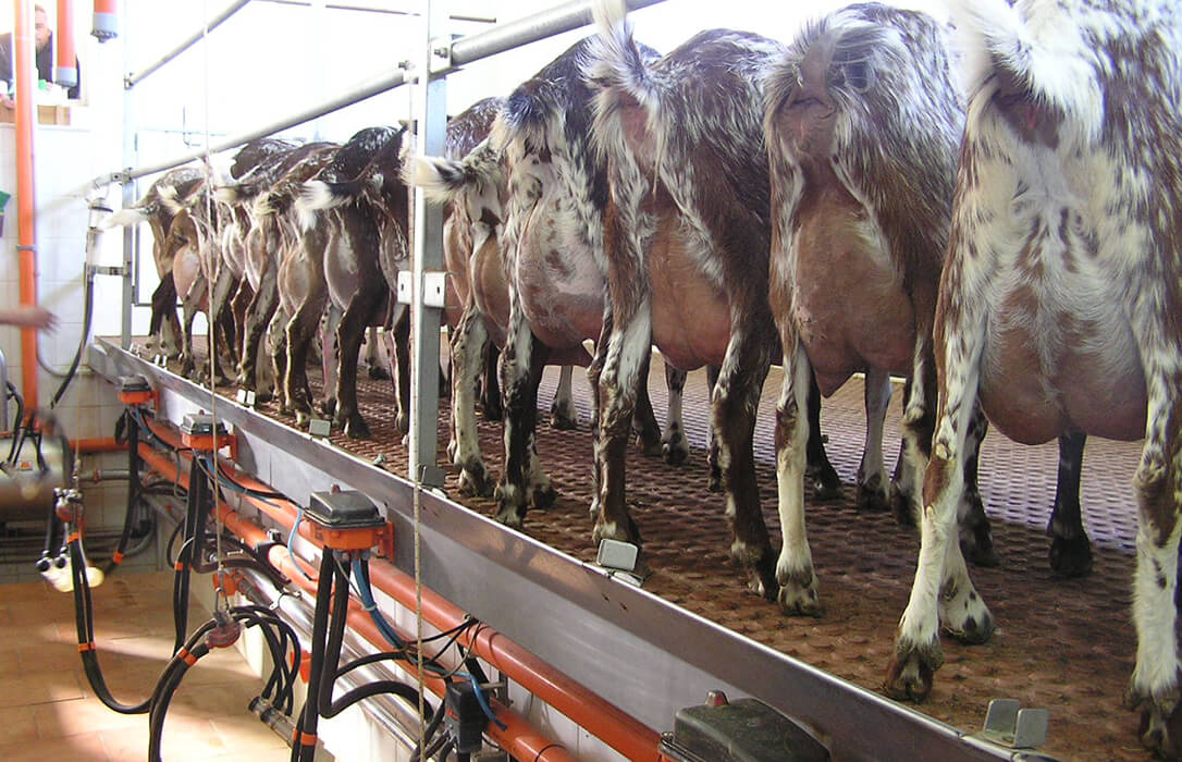 Mazazo al sector de caprino de leche andaluz: Lactalis presenta la primera propuesta con una bajada del precio en origen y sin cubrir costes