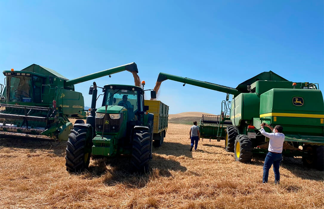 Segunda estimación de cooperativas: Gran rendimiento de los cereales en España, con 4 toneladas por hectárea en la cosecha 2024