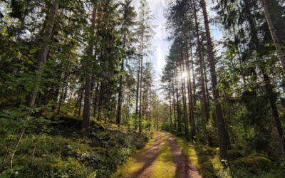 El Instituto de la Ingeniería de España presenta al Gobierno un Pacto por los Bosques por unos terrenos forestales resilientes y rentables