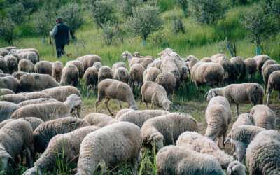Se buscan ganaderos y agricultores en Murcia para aplicar una agricultura regenerativa en la región de la mano del organismo europeo EIT Food