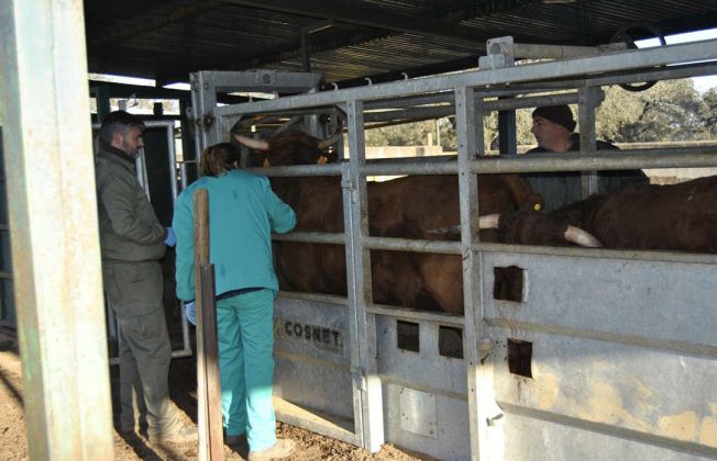 Aprobada la ley que facultará a veterinarios a realizar inspecciones oficiales en Castilla y León con el rechazo de los propios veterinarios