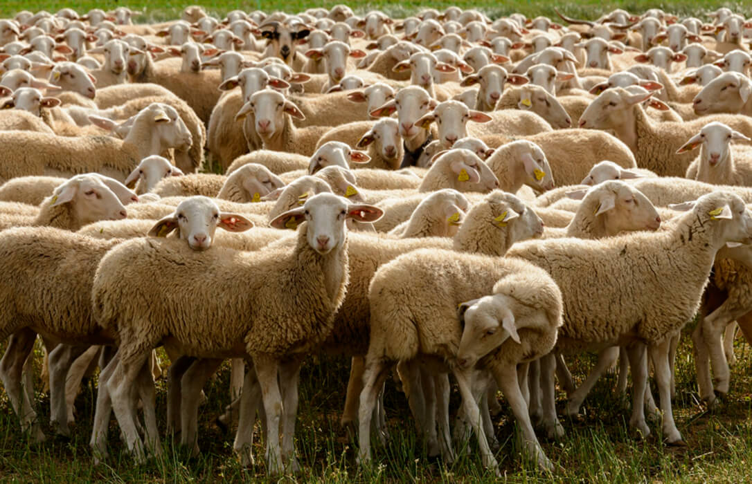 Critican que el coste del asentamiento del lobo recae directamente sobre los propios ganaderos de ovino y/o caprino