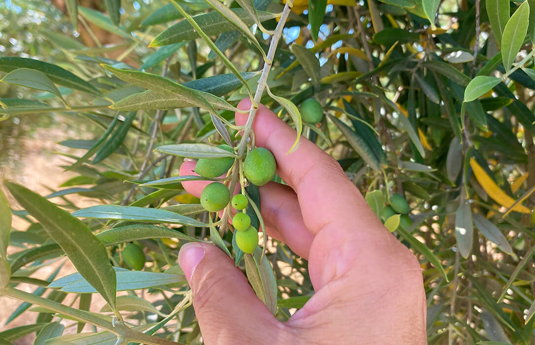 Agrimobi Olive-Total es la solución específica para responder a la alta demanda de nutrientes del olivar entre pre-floración y post-cuajado