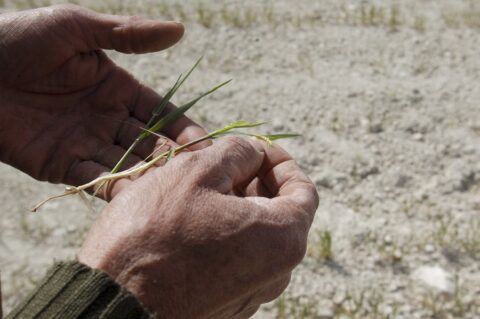 Exigen que Agroseguro ponga fin a las prácticas que comprometen la viabilidad de las explotaciones de cereal afectadas por la sequía