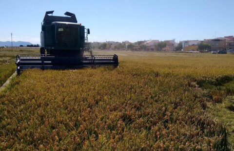 La presión del sector logra que Agroseguro incremente el precio indemnizable del arroz y la superficie con cobertura del aguacate