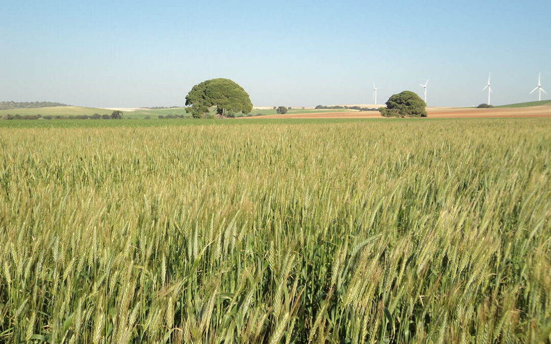 Alcanzar la rentabilidad, el difícil reto para lograr la supervivencia de los cultivos herbáceos extensivos en Andalucía
