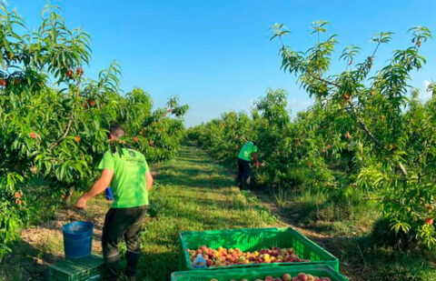 Publicado un nuevo listado de 1.796 agricultores de frutales y frutos de cáscara que recibirán una ayuda extraordinaria de 2,3 millones