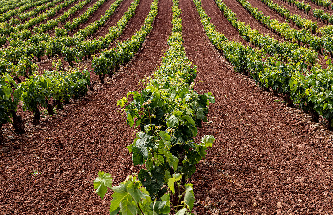 La Rioja convoca ayudas para la destilación de 18,5 millones de litros excedentarios de vino y destina 15,8 millones de euros
