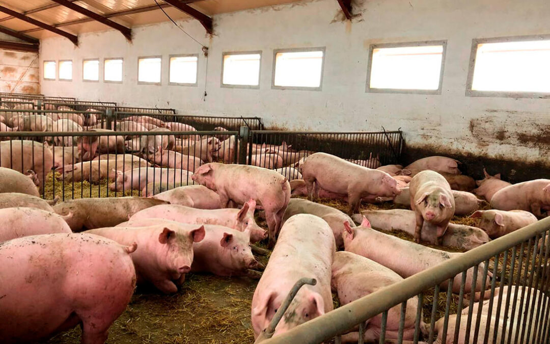 Balance positivo del sector porcino gracias a la bajada de los costes de producción aunque con incertidumbre ante las nuevas normas