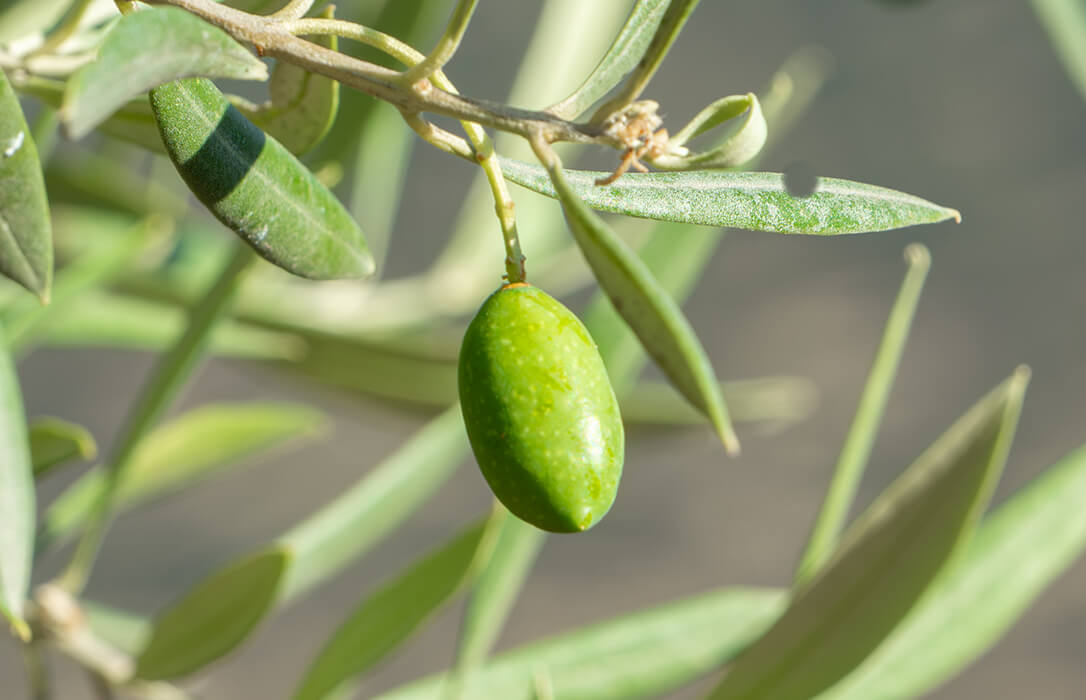 BIOREVALEAF: un proyecto plantea aprovechar la hoja del olivo como ingrediente alimentario y aceite funcional