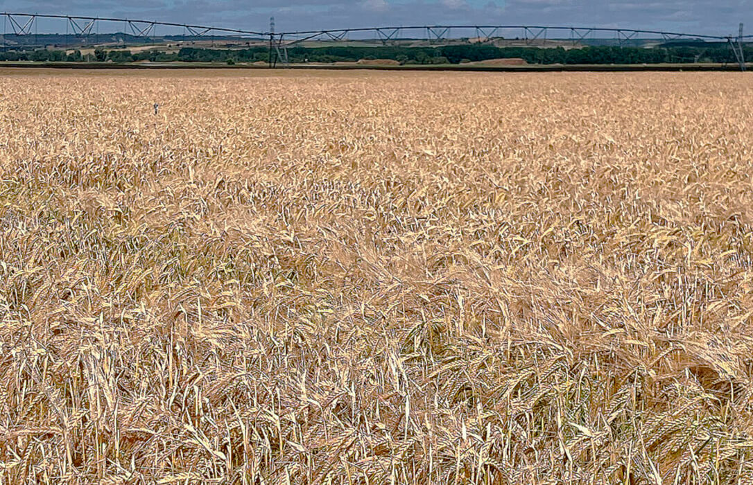 El mercado nacional parece que se estabiliza a la espera de la nueva cosecha, pero la cebada arranca en León con del peor dato desde 2020