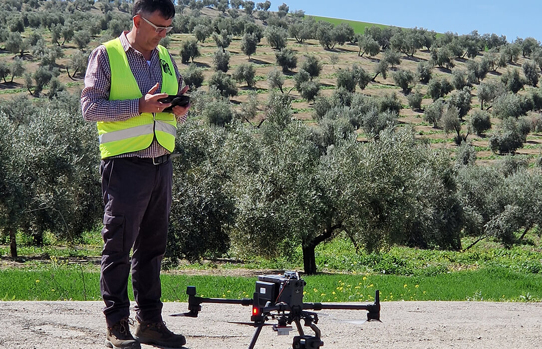 Un sistema con Inteligencia Artificial anticipa la cosecha de olivar en municipios de Jaén, Córdoba y Granada