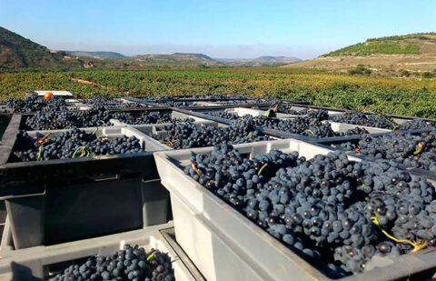 El Ministerio de Agricultura homologa los contratos de compraventa de uva y de vino para las próximas tres campañas