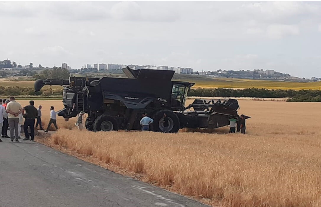 La cosecha de cereales se normaliza en el campo andaluz gracias a las lluvias, que han beneficiado al cultivo durante toda la campaña