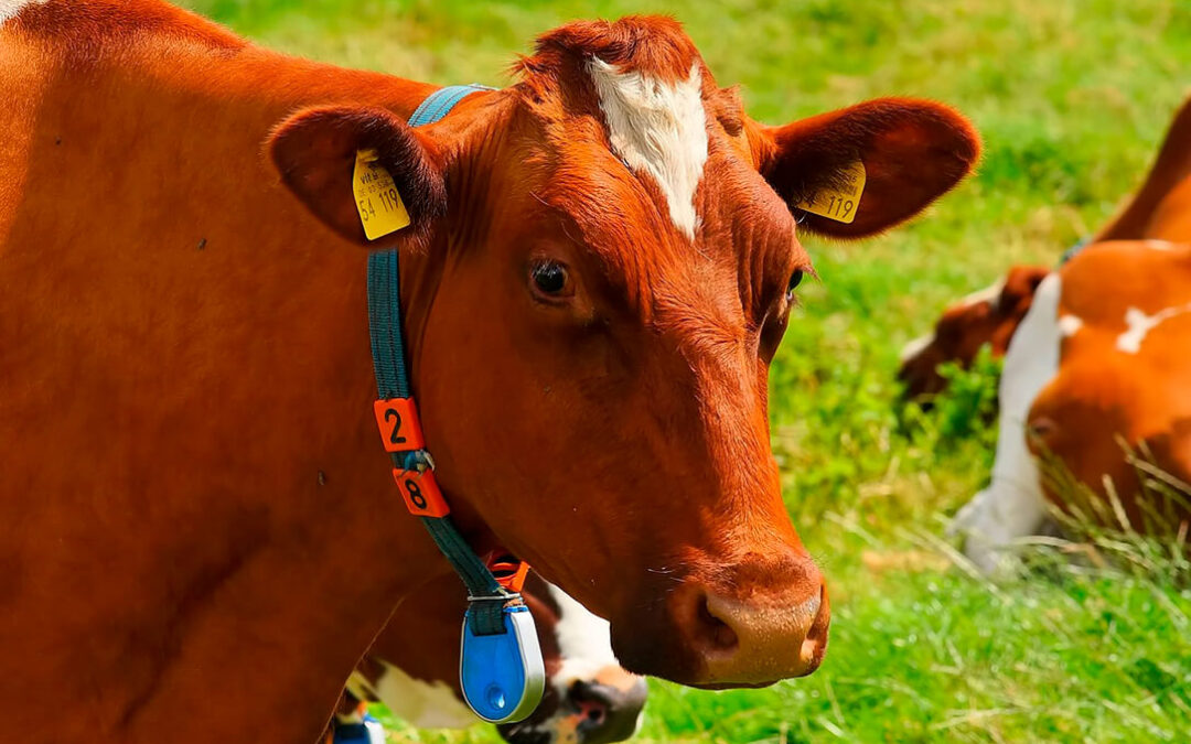 Reclaman al Ministerio que no sea obligatorio el uso de crotales electrónicos en bovinos y se convierta en voluntario