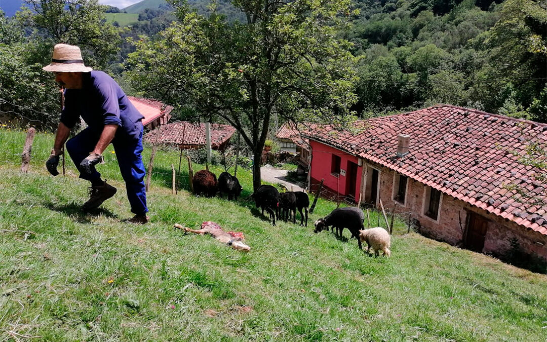 El último ataque del lobo en Asturias: cuatro ovejas muertas, un cordero desaparecido tras haber perdido 17 animales en los últimos meses