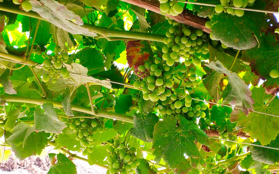 Los vinos de las Rías Baixas descenderán entre el 25 y el 30% por la climatología adversa y piden mantener el precio de la uva o aumentarlo