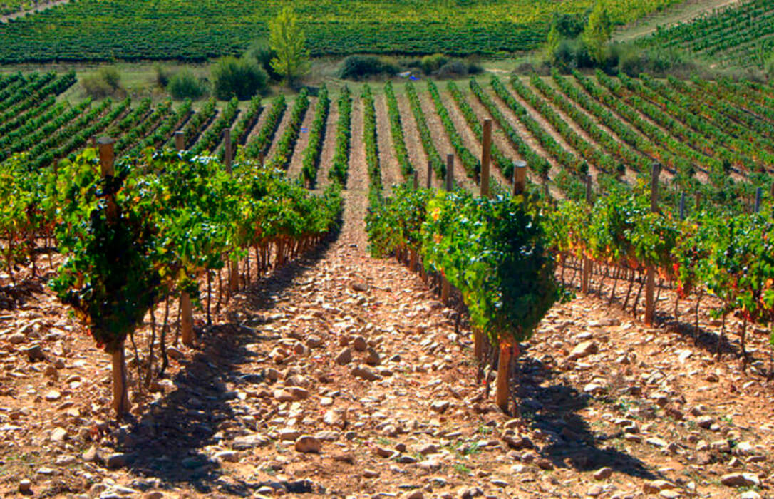 Destacan el desinterés de los viticultores por optar a nuevas plantaciones de viñedo en las D.O. Bierzo y León