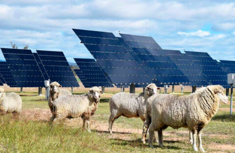 Denuncian que las placas fotovoltaicas ocuparán 100.000 hectáreas cultivables en España con Zamora, Valladolid y Palencia entre las más afectadas