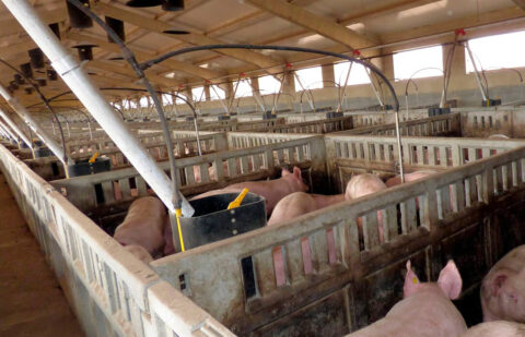 Piden una prórroga de 3 años: La adaptación de las granjas de porcino a las exigencias de bienestar animal supondrá un sobrecoste de 300.000€