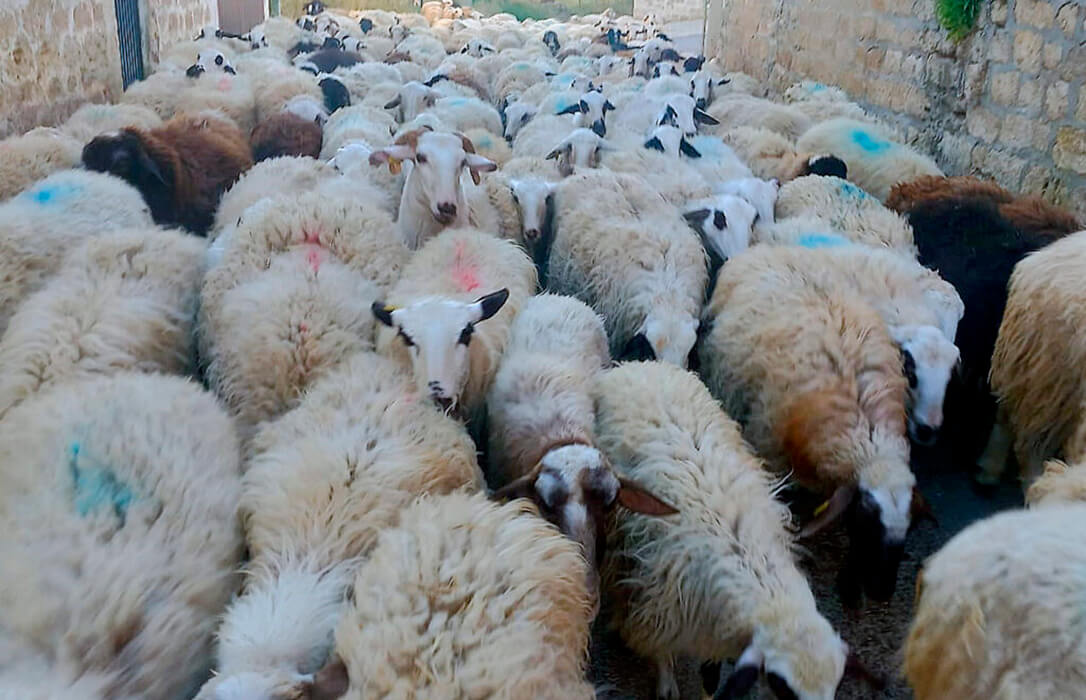 El buen momento de los ganaderos de ovino de carne: su revalorización prosigue y se paga hoy en origen el 10% más que hace un año