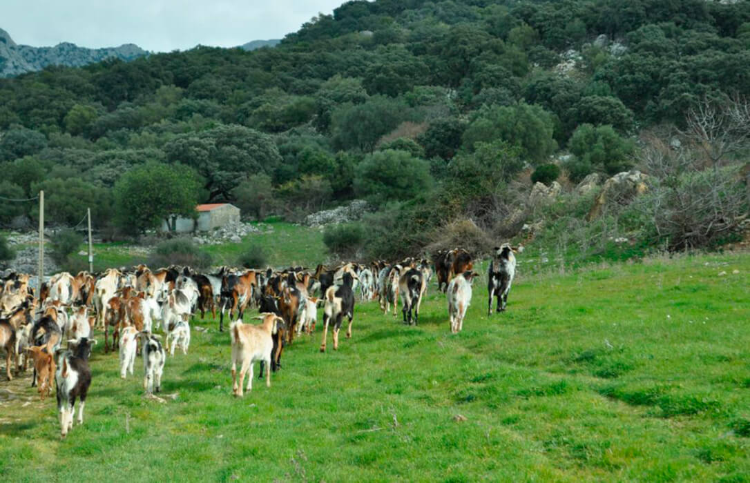 Denuncian la bajada “injustificada en los precios de la leche de cabra” que afecta a los ganaderos de la sierra de Cádiz y Málaga