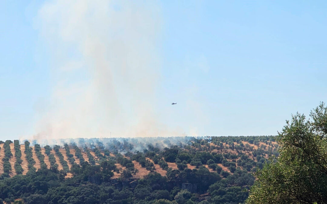 Las obligaciones de la PAC con la cubierta vegetal ponen en riesgo a los olivares de sierra por peligro de incendio