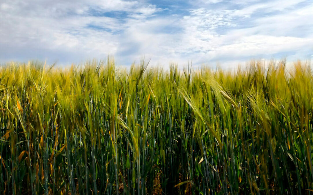 La producción de cereales en la Unión Europea bajará casi el 5% con respecto a la campaña anterior salvo en España