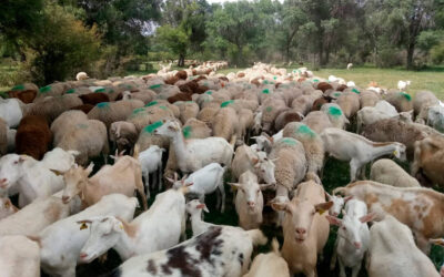 El sector ovino y caprino elige Valencia para su encuentro anual de 2024 de la mano de la Sociedad Española de Ovinotecnia y Caprinotecnia