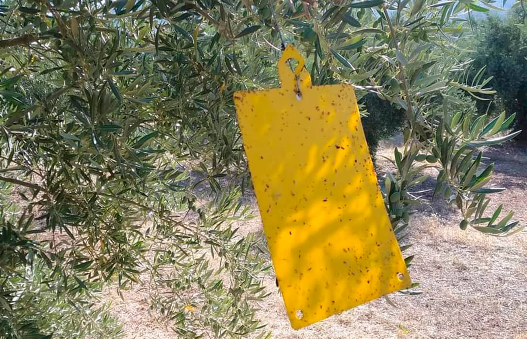 Arranca un año más en Sierra Mágina la campaña de control y tratamiento contra la plaga de la mosca del olivo