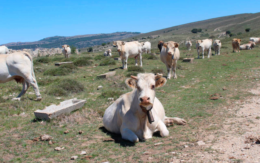 Los efectos de una sequía que aún perdura: sobrecostes para los ganaderos extensivos de la Comunitat Valenciana en más de un 60%