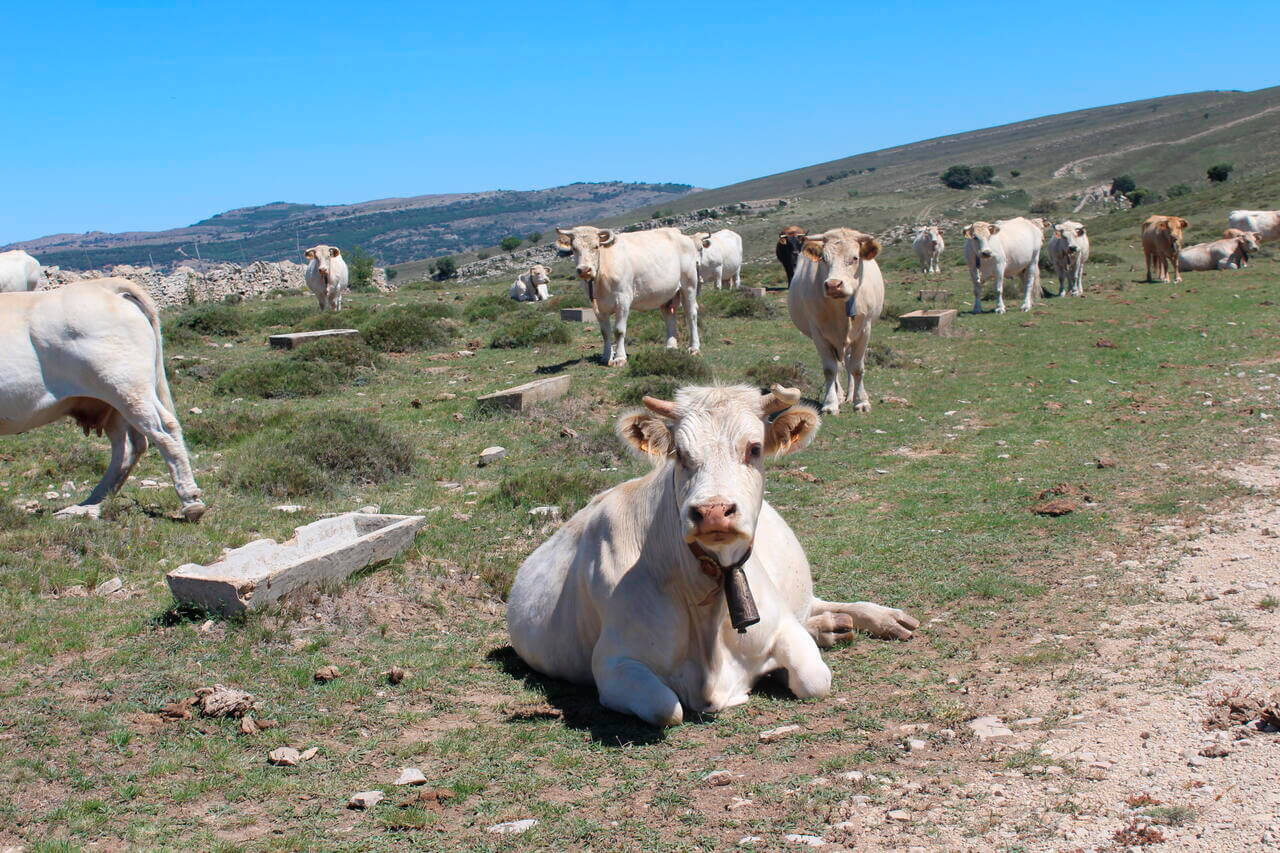Los efectos de una sequía que aún perdura: sobrecostes para los ganaderos extensivos de la Comunitat Valenciana en más de un 60%