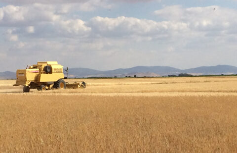 Andalucía impulsa un proyecto para liderar las variedades de trigo blando de calidad y suministrar a la industria harinera