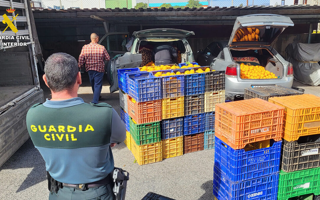 La Guardia Civil investiga a 21 personas por robos en explotaciones de cítricos donde sustrajeron toneladas de naranjas y dos tractores