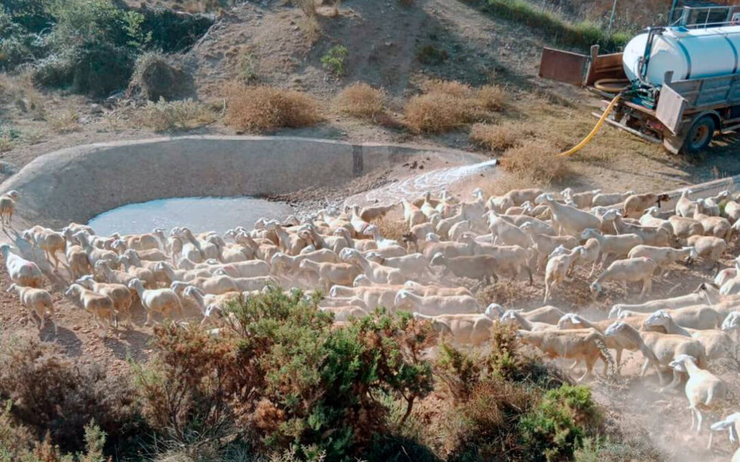 Coletazos de la sequía: 7 millones de litros de agua a 41 municipios de la Comunitat Valenciana para garantizar la supervivencia del ganado