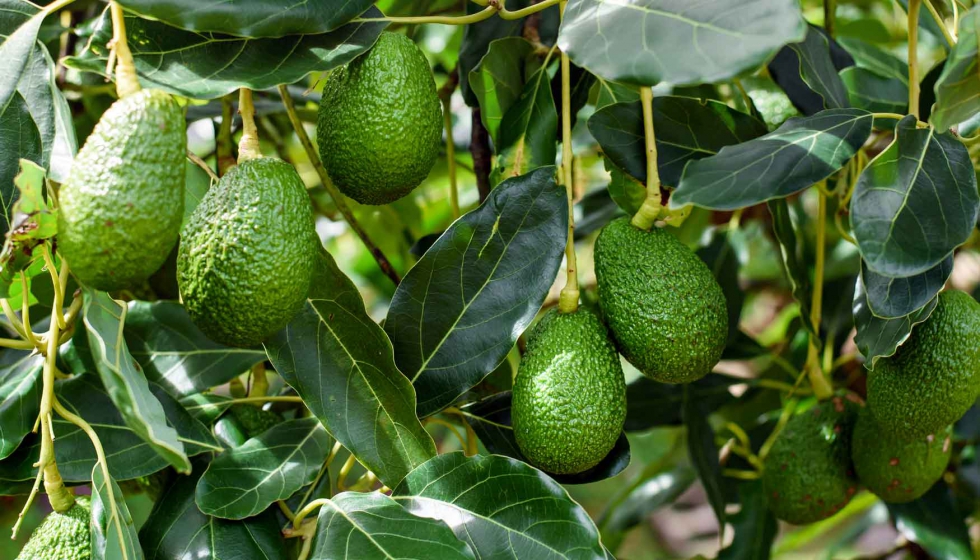 El valor de las exportaciones de aguacate andaluz aumenta un 9,8% hasta mayo y supera los 185 millones de euros