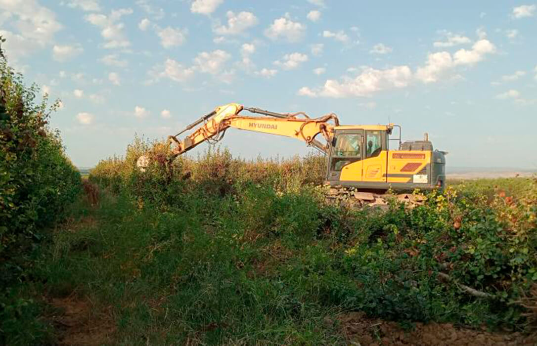 Arrancadas casi 2,5 hectáreas de una finca de perales afectadas por fuego bacteriano para disminuir su avance