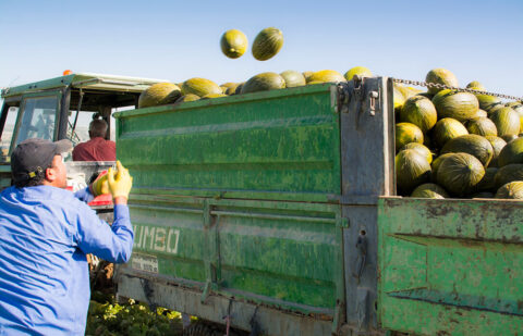 La cosecha de sandía y melón mejora a nivel nacional pero los bajos precios en origen siguen preocupando al sector