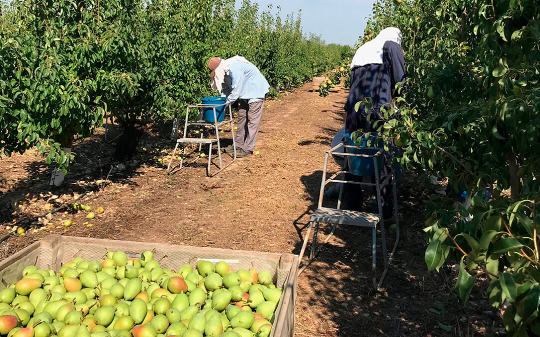 Los productores de fruta de pepita prevén una caída del 30% en la producción de pera conferencia en Lleida pero de mucha calidad