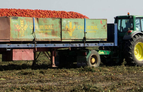 Acusan a Agroseguro de cambiar a mitad de campaña las normas de tasación de daños en tomate de industria para no abonar los siniestros