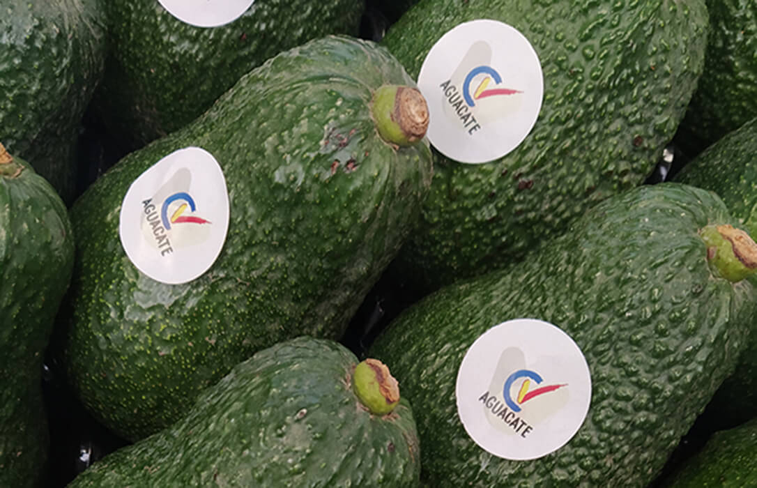 La campaña del aguacate valenciano acaba con un 50% más de producción y precios dignos pero con demasiados robos en el campo