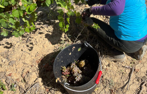 La CE prorrogará tres años las autorizaciones de plantación de viñedo no utilizadas ante las perturbaciones del mercado