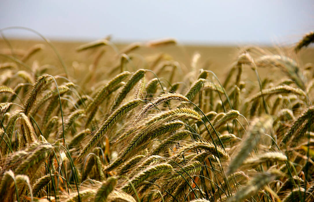 Incertidumbre en la lonja de León, con un centeno que vuelve a cotizar al mismo precio que cuando lo dejó de hacer y caída de la avena