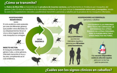 Campaña de prevención e información sobre el Virus del Nilo Occidental: qué es, cómo se transmite y cuáles son los signos clínicos